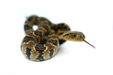 Load image into Gallery viewer, Male Hatchling American Hypo False Water Cobra