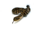 Load image into Gallery viewer, Male Hatchling American Hypo False Water Cobra