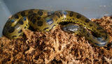 Load image into Gallery viewer, SALE! 22&#39; Female Green Anaconda 3.5&#39; - 4&#39;