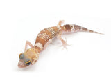 Load image into Gallery viewer, Female Hypo Australian Barking Gecko.