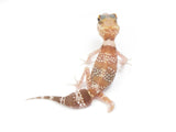 Load image into Gallery viewer, Female Hypo Australian Barking Gecko.