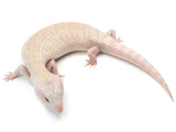 Load image into Gallery viewer, Female Ivory Northern Blue Tongue Skink. 