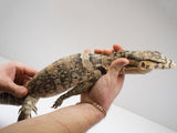 Load image into Gallery viewer, Female Pure Hypo Sumbawa Asian Water Monitor  
