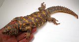 Load image into Gallery viewer, Adult Female Ornate Uromastyx Lizard