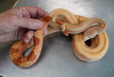 Load image into Gallery viewer, Female Burke TPos Hypo Fire G Stripe Boa Constrictor - STUNNING!