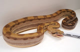 Load image into Gallery viewer, SALE! 21&#39; (Updated)  Female Anery ODD  Motley Fire Poss. Het Khal Albino Boa Constrictor.