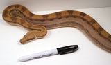 Load image into Gallery viewer, SALE! 21&#39; (Updated)  Female Anery ODD  Motley Fire Poss. Het Khal Albino Boa Constrictor.