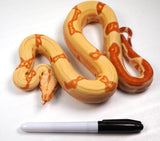 Load image into Gallery viewer, SALE! 2021 (Updated) Female Lipstick Kahl Albino Hypo Jungle From Super Stripe Boa Constrictor.