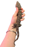 Load image into Gallery viewer, Subadult/Adult Wild-Caught “Giant” Locality Tokay Geckos