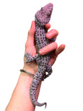 Load image into Gallery viewer, Adult Male Granite Tokay Gecko