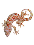 Load image into Gallery viewer, NERD CBB F2 Breeder Male HYPO WEIRD/Albino or  &quot;Het&quot;. Albino Tokay Gecko