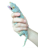 Load image into Gallery viewer, Adult Male Red Granite Tokay Gecko
