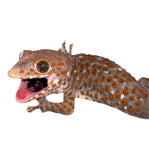 Load image into Gallery viewer, Adult Male Paradox Tokay Gecko