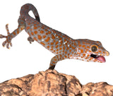 Load image into Gallery viewer, Adult Male Paradox Tokay Gecko