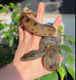 Load image into Gallery viewer, CBB Green Anaconda - Well Started eating Rat Pups