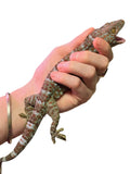 Load image into Gallery viewer, Subadult/Adult Wild-Caught “Giant” Locality Tokay Geckos