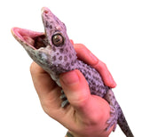 Load image into Gallery viewer, Adult Male Granite Tokay Gecko