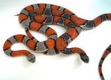 Load image into Gallery viewer, Proven Grey Banded Kingsnake Adult Breeding Pair - These are BEAUTIFUL - Breeding NOW!