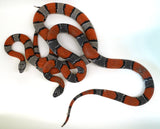 Load image into Gallery viewer, Proven Grey Banded Kingsnake Adult Breeding Pair - These are BEAUTIFUL - Breeding NOW!