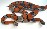 Load image into Gallery viewer, Proven Grey Banded Kingsnake Adult Breeding Pair - These are BEAUTIFUL - Breeding NOW!