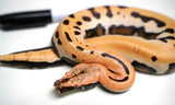 Load image into Gallery viewer, Female Golden Eye G Stripe Het TPos Albino Blood Python Ultra Red Stock
