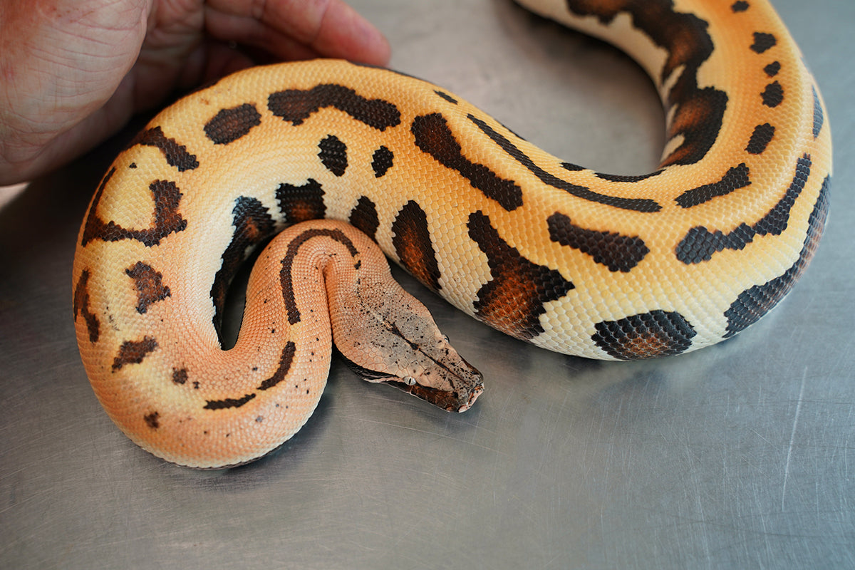 Python Eyes