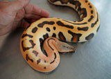 Load image into Gallery viewer, Male Golden Eye Het TNeg Albino Blood Python - From RED STOCK!