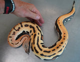 Load image into Gallery viewer, Male Golden Eye Het TNeg Albino Blood Python - From RED STOCK!