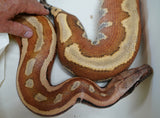 Load image into Gallery viewer, Female Breeder Genetic Striped Het TPos Albino Blood Python - Special Stock