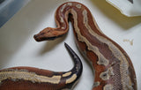 Load image into Gallery viewer, Female Breeder Genetic Stripe Het TPOS Albino Blood Python - Special Stock