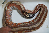 Load image into Gallery viewer, Female Breeder Genetic Stripe Het TPOS Albino Blood Python - Special Stock