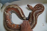 Load image into Gallery viewer, Female Breeder Genetic Stripe Het TPOS Albino Blood Python - Special Stock