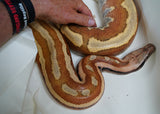 Load image into Gallery viewer, Female Breeder Genetic Striped Het TPos Albino Blood Python - Special Stock