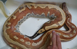 Load image into Gallery viewer, Female Breeder Genetic Striped Het TPos Albino Blood Python - Special Stock