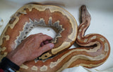 Load image into Gallery viewer, Female Breeder Genetic Striped Het TPos Albino Blood Python - Special Stock