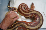 Load image into Gallery viewer, Male Breeder Genetic Stripe Het TPOS Albino Blood Python - Special Stock