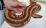 Load image into Gallery viewer, Male Breeder Genetic Stripe Het TPOS Albino Blood Python - Special Stock