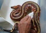 Load image into Gallery viewer, Male Breeder Genetic Stripe Het TPOS Albino Blood Python - Special Stock