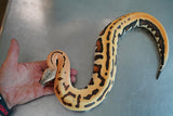 Load image into Gallery viewer, Male Golden Eye Het TNeg Albino Blood Python - From RED STOCK!