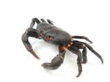 Load image into Gallery viewer, Giant Satanic Grave Yard Robber Crab.