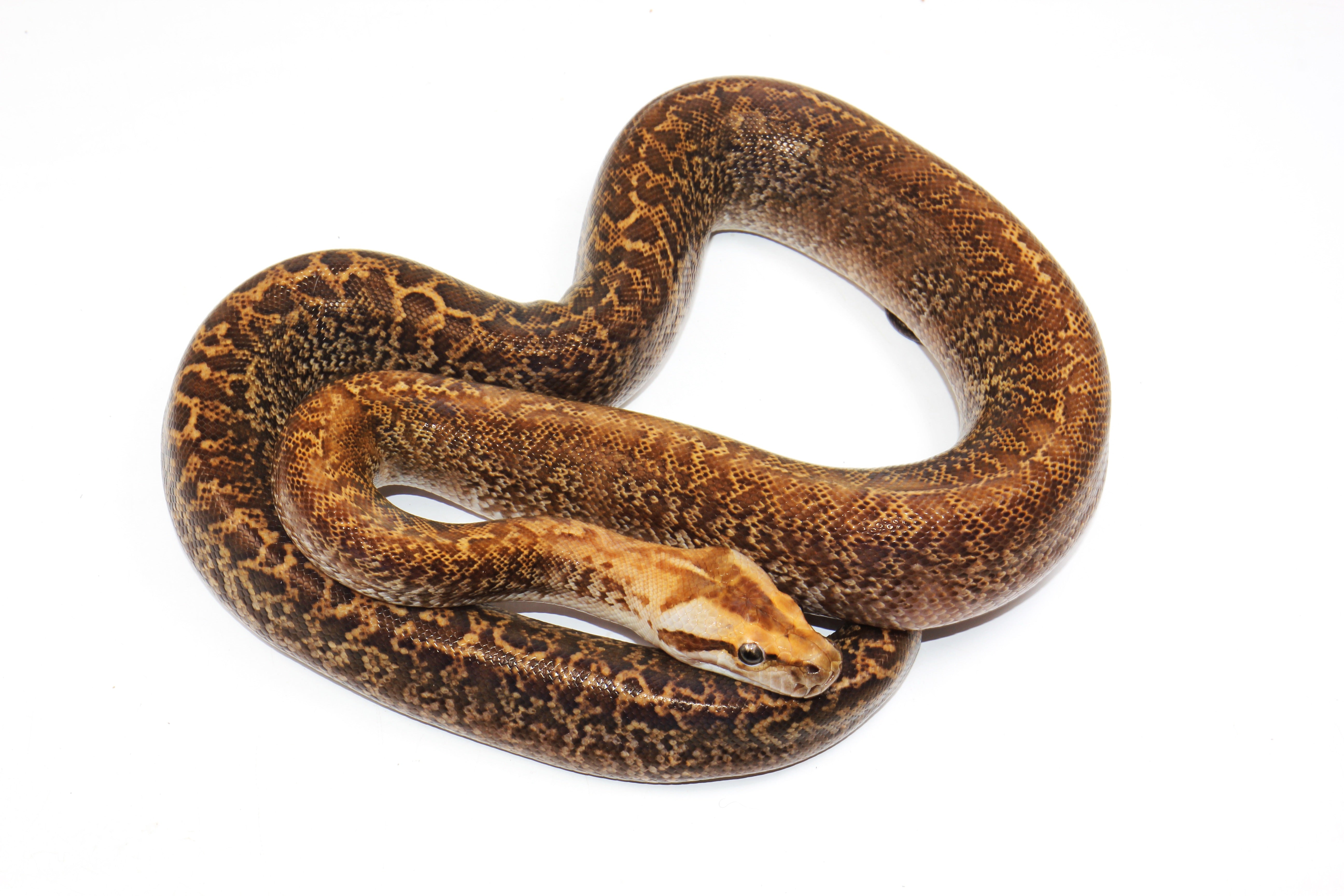 Granite Het Albino Poss Het Pied Burmese Python – New England Reptile ...