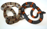 Load image into Gallery viewer, Proven Breeding Pair Of Adult Alterna Gray Banded Kings - Breeding now!