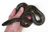 Load image into Gallery viewer, CBB Male Green Anaconda - Well Started!