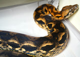 Load image into Gallery viewer, Monster Female Breeder Madagascar Ground Boa - Just Gorgeous!