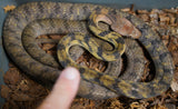 Load image into Gallery viewer, CBB Young Adult Female Boiga guangxsiensis - Guanxsi Cat Eyed Snake