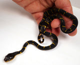 Load image into Gallery viewer, 24&#39; Male Het Albino Mangrove Snake - Boiga Melanota from Crowley