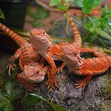 Load image into Gallery viewer, Sexable Juvie Het Hypo Translucent Bearded Dragons - Top Red Stock