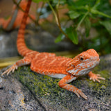 Load image into Gallery viewer, Sexable Juvie Het Hypo Translucent Bearded Dragons - Top Red Stock