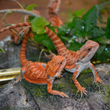 Load image into Gallery viewer, Sexable Juvie Het Hypo Translucent Bearded Dragons - Top Red Stock