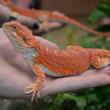 Load image into Gallery viewer, Sexable Juvie Het Hypo Translucent Bearded Dragons - Top Red Stock